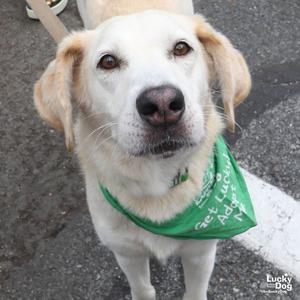 Bella, Labrador Retriever / Hound, young, available for adoption