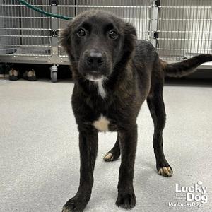 Campbell, Retriever / Spaniel, young, available for adoption