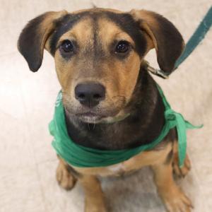 Azra, Shepherd / Labrador Retriever, puppy, available for adoption