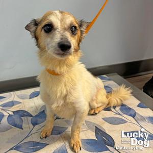 Ava, Jack Russell Terrier, adult, available for adoption