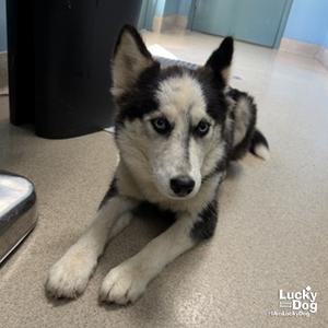 Alita, Husky, puppy, available for adoption