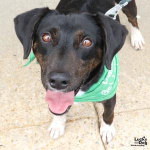 Carl, Beagle / Shepherd, young, available for adoption