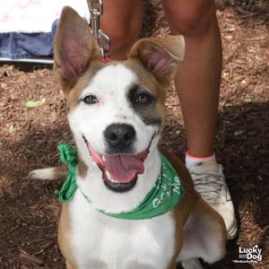 Bonnie, Australian Shepherd / Shepherd, young, available for adoption