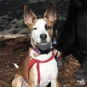 Bonnie, Australian Shepherd / Shepherd, young, available for adoption