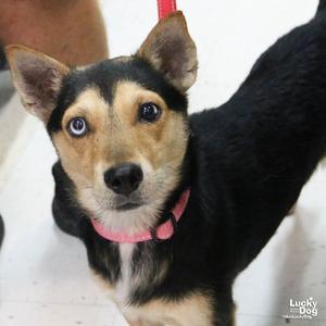 Cameron, Terrier, young, available for adoption