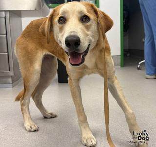 Alexis, Labrador Retriever / Great Pyrenees, young, available for adoption