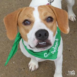 Blondie, Treeing Walker Coonhound / Labrador Retriever, young, available for adoption
