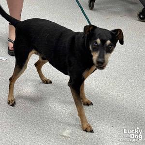 Bogart, Miniature Pinscher, senior, available for adoption