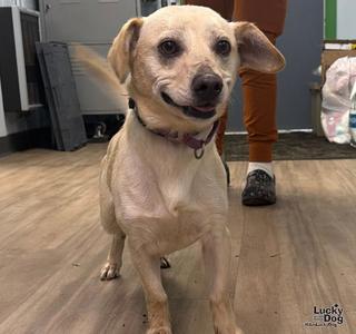 a small dog with a light-colored coat and floppy ears standing on a wooden floor