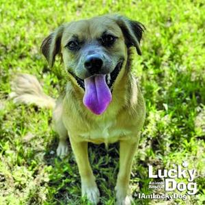 Basil, Shepherd, young, available for adoption