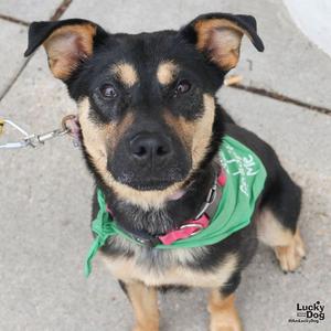 Brody, Beagle, young, available for adoption