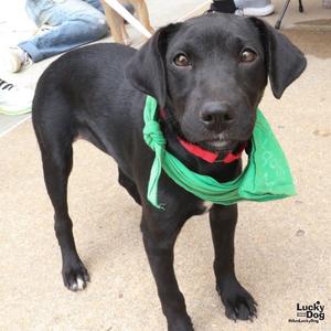Bree, Retriever, puppy, available for adoption