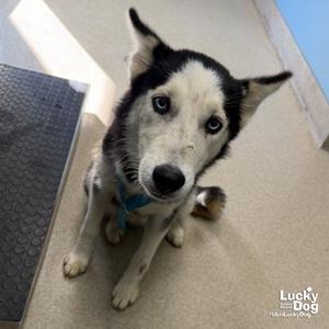 Azula, Husky, puppy, available for adoption