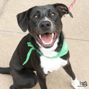 Annie, Shepherd / Labrador Retriever, young, available for adoption