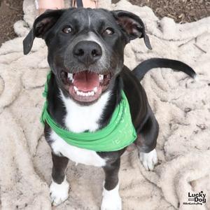 Annie, Shepherd / Labrador Retriever, young, available for adoption