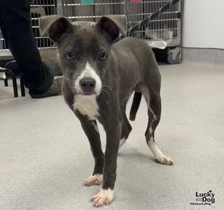 Bug, Terrier / Labrador Retriever, puppy, available for adoption