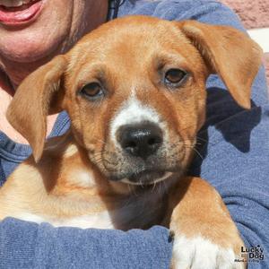 Asher, Labrador Retriever, puppy, available for adoption