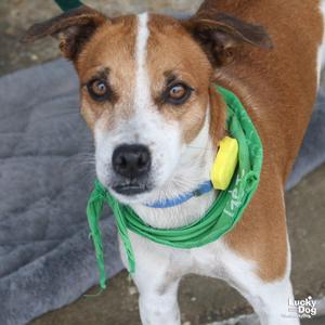 Chapa, Labrador Retriever / Beagle, young, available for adoption
