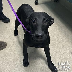 Arthur, Labrador Retriever / Shepherd, young, available for adoption