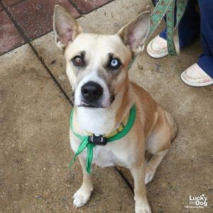 A light brown dog with blue eyes wearing a green bandana, sitting on a concrete surface.