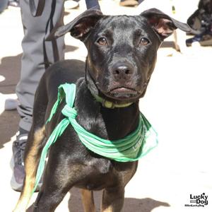 Blackie, Labrador Retriever, puppy, available for adoption