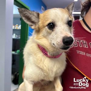 Barney, Jack Russell Terrier, young, available for adoption