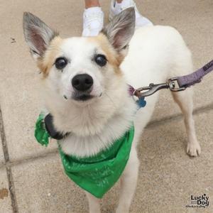 A small white dog with brown patches on its face and ears, wearing a green bandana and a purple leash, standing on a concrete surface.