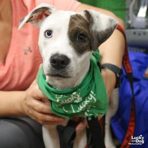 Charles, Jack Russell Terrier / Beagle, young, available for adoption