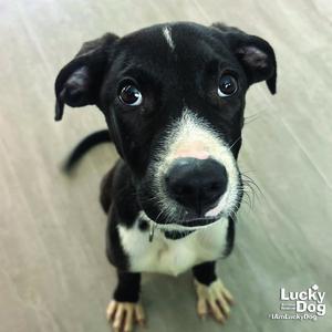 Bonjo, Labrador Retriever, puppy, available for adoption