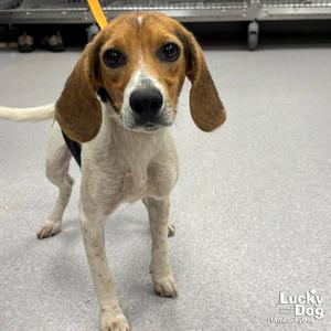 Blanche, Beagle, young, available for adoption