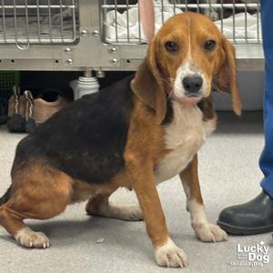 Angie, Beagle, young, available for adoption