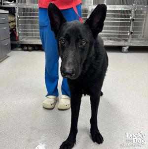 Berry, Shepherd, adult, available for adoption