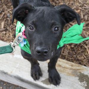 Asteroid, Shepherd / Labrador Retriever, puppy, available for adoption