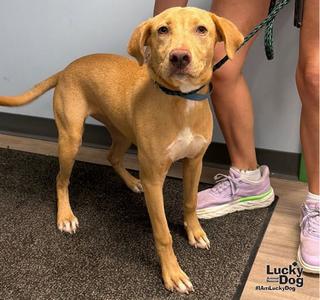 Belle, Carolina Dog / Labrador Retriever, young, available for adoption