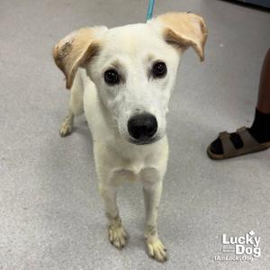 Bianca, Labrador Retriever, young, available for adoption