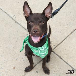 Bowie, Retriever / Terrier, young, available for adoption