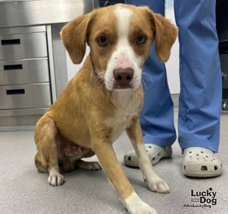 Blaze, Labrador Retriever / Beagle, young, available for adoption