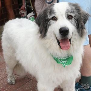 Big Boy, Great Pyrenees / Shepherd, young, available for adoption