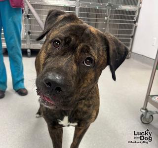 Beauty, Mastiff, young, available for adoption
