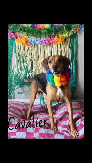 Cavalier, Black and Tan Coonhound, adult, available for adoption