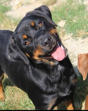Freya, Rottweiler / Border Collie, young, available for adoption