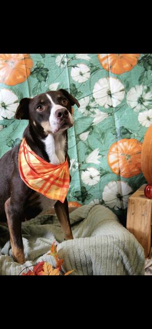 Lola, Australian Cattle Dog / Blue Heeler, adult, available for adoption