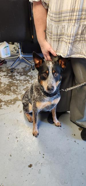 Marco, Australian Cattle Dog / Blue Heeler, adult, available for adoption