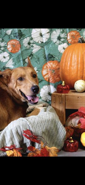 Brownie Boy, Collie, adult, available for adoption