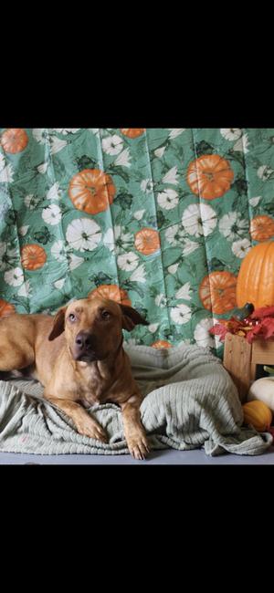 Goggins, Basset Hound / Labrador Retriever, adult, available for adoption
