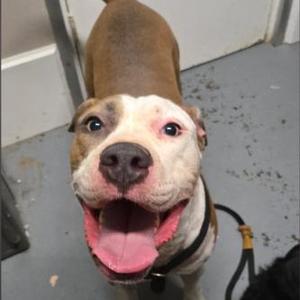 Celine, American Bully, adult, available for adoption