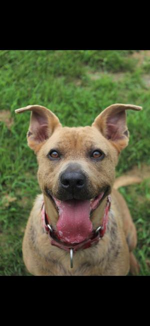 A happy brown dog with floppy ears and a red collar, sitting on grass and looking up with its tongue out.