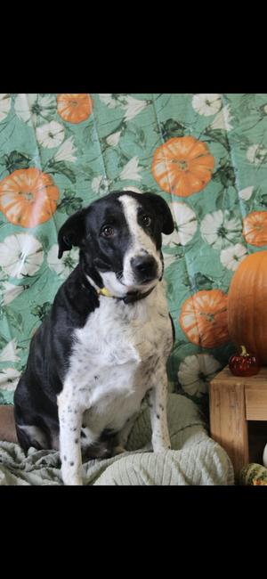 Domino, Black Labrador Retriever / German Shorthaired Pointer, adult, available for adoption