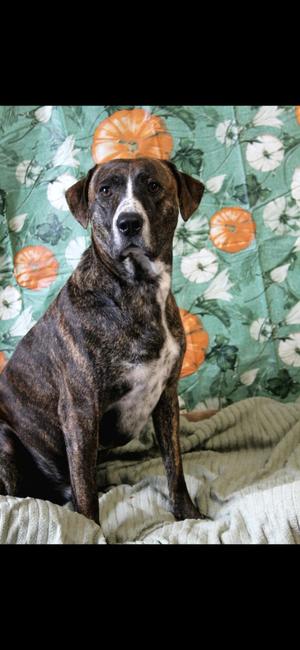 Freckles, Mountain Cur, adult, available for adoption