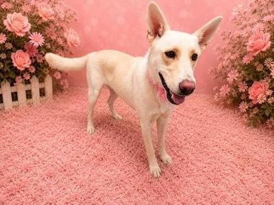 A white dog with perked ears and a pink collar standing on a pink carpeted floor, surrounded by pink flowers and a white picket fence.